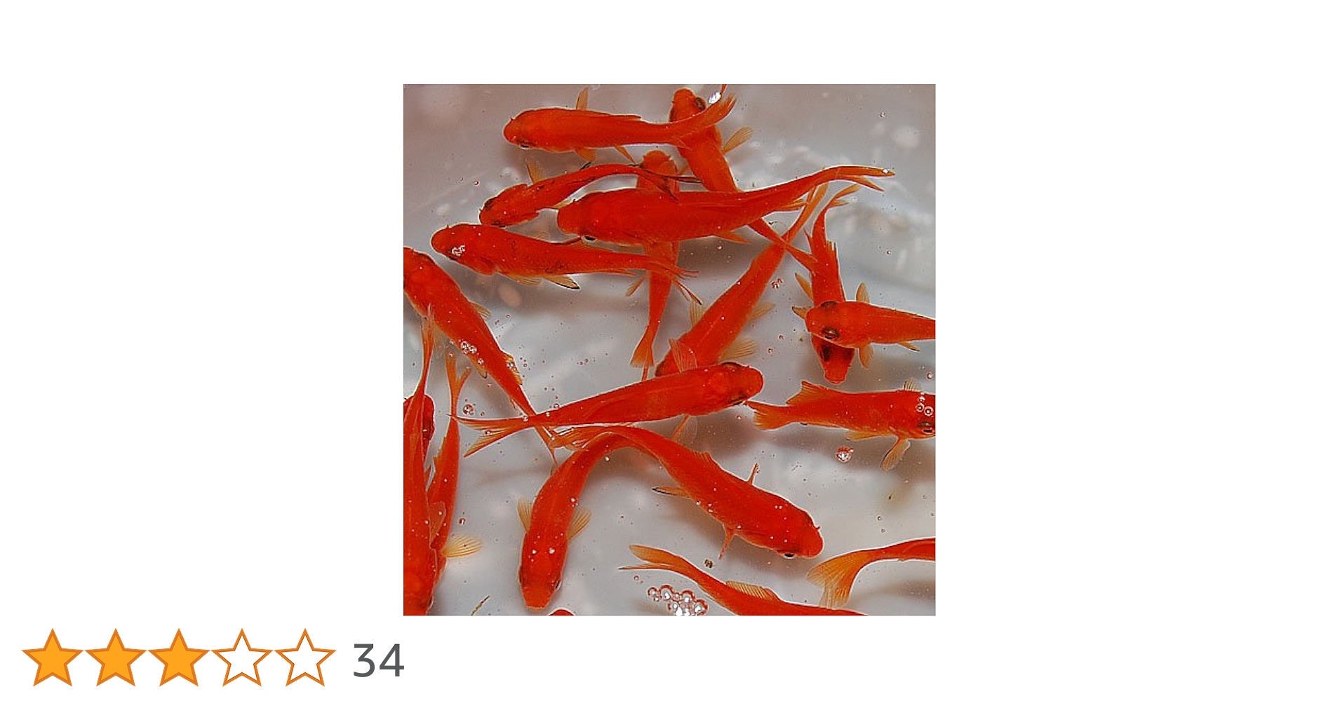 Amazon | 【生体】金魚 小姉 エサ用金魚 餌金 50匹 エサ 餌 emuwai